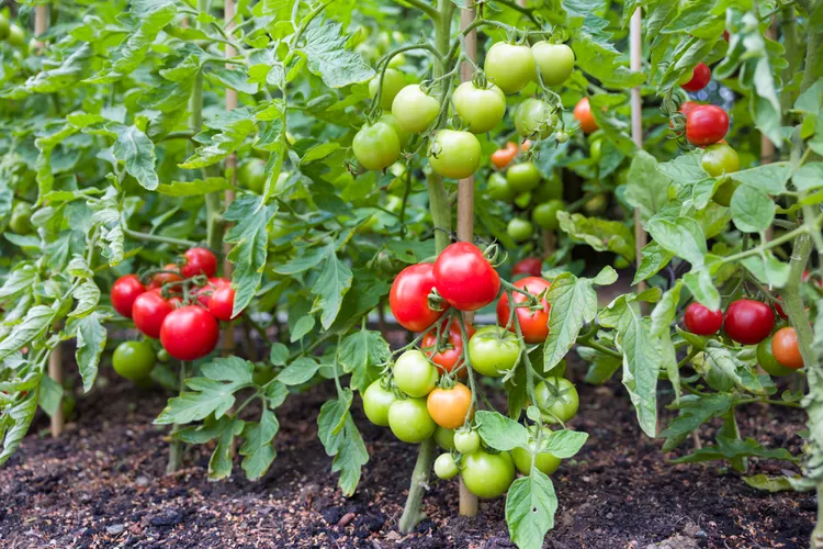 Quel légume ne pas planter à côté des tomates Image avant